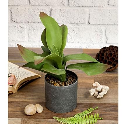 1 Pc Artificial Plant with Aesthetic Plastic Pot - Snake Plant,Modernartmart