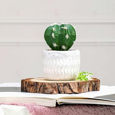 1 Pc Cactus Succulent indoor Plant with aesthetic cement Pot,Modernartmart