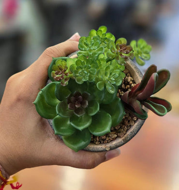 1 Pc Succulent with Ceramic Pot, Artificial Flower Decoration Plant, Modernartmart