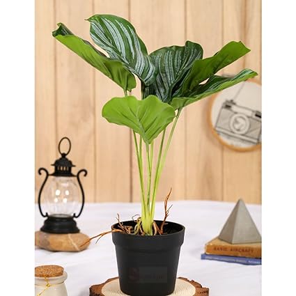 1 Pc Plant with Aesthetic Plastic Pot - Monstera Plant ,Modernartmart