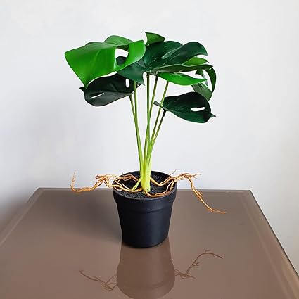 1 Pc Plant with Aesthetic Plastic Pot - Monstera Plant ,Modernartmart