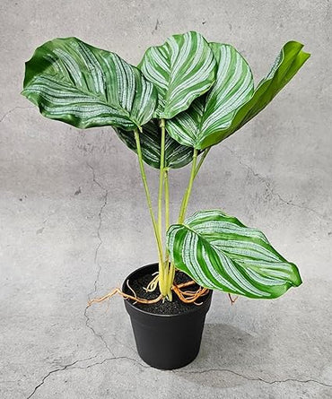 1 Pc Plant with Aesthetic Plastic Pot - Monstera Plant ,Modernartmart