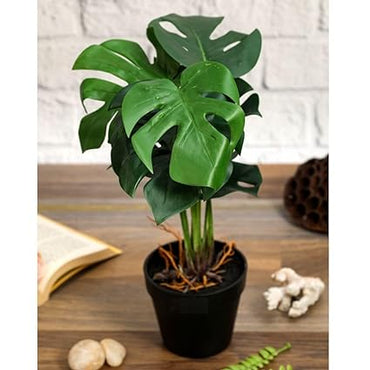 1 Pc Plant with Aesthetic Plastic Pot - Monstera Plant ,Modernartmart