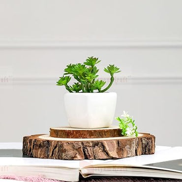 1 Pc Succulent Small Mini Plants with aesthetic ceramic cement pot,Modernartmart