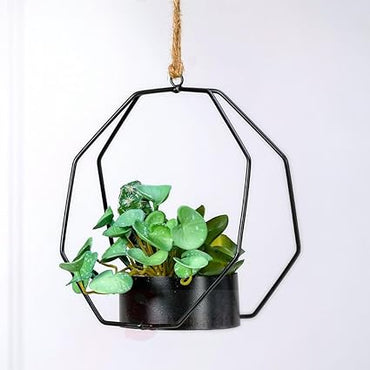 1 Pc Succulent Plant with Aesthetic Metal Holder ,Modernartmart