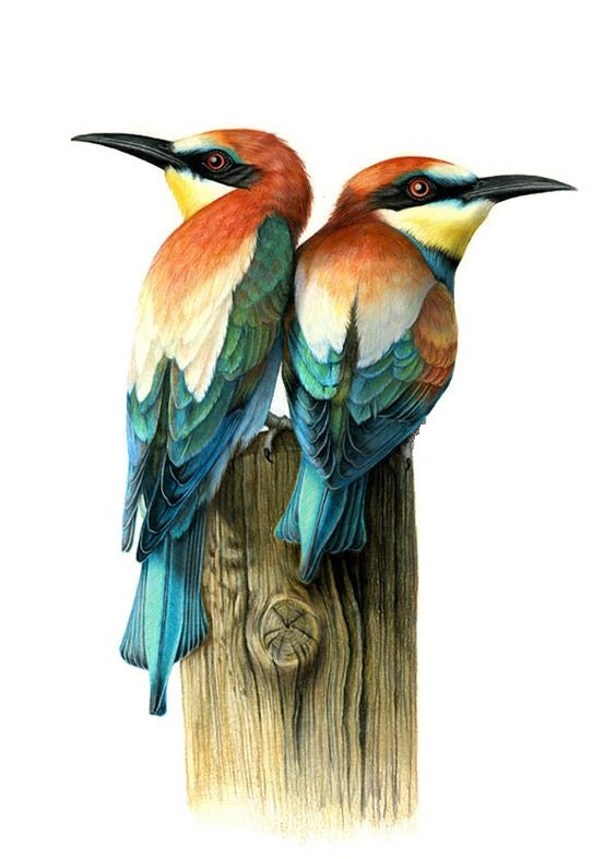 Pieceful amazing Birds Print,modern art mart